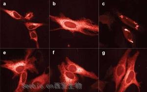 Nature Methods：新的亮红色荧光蛋白