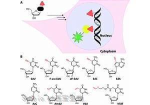 “非凡的”<font color='red'>促脑肽</font>——MIT科学家发现逆转阿尔茨海默病的方法