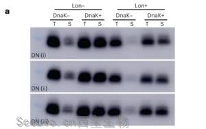 <font color='red'>新生蛋白质</font>和随机产生的蛋白质有什么不同？