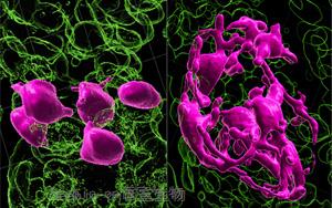黑发原来是这样变白的！Nature最新<font color='red'>研究</font>发现逆转白发的关键所在