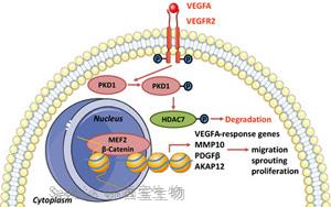 《PNAS》对抗慢性炎症和传染病，如何调动我们的细胞的愈合能力