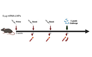 Science子刊：世界首个能抵御致死性细菌感染的mRNA<font color='red'>疫苗</font>问世