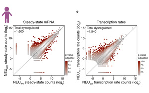 细胞“巡航控制”系统保护神经细胞中的<font color='red'>RNA</font>水平