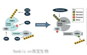 新发现减缓了肌肉萎缩症