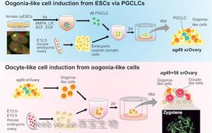 研究人员在实验室成功地诱导了灵长类动物的卵母细胞