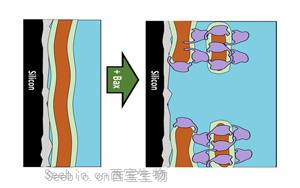 科学家揭示了防止<font color='red'>癌症</font>扩散的细胞过程的新细节