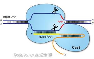 PNAS：基于CRISPR/cas9的基因驱动可以抑制农业害虫