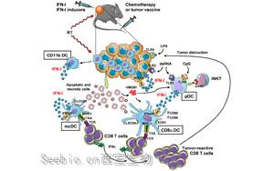Science | 重要发现！斯坦福大学巧妙改造皮肤细菌，激活免疫助力<font color='red'>抗癌</font>