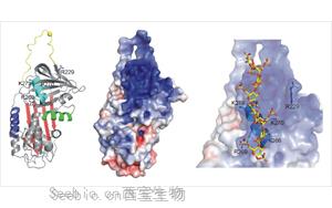 <font color='red'>肝素结合蛋白</font>（HBP）-磁微粒化学法学发光（吖啶酯） /荧光免疫层析解决方案