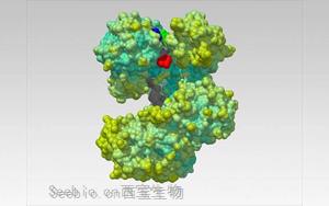 Nature解开一种蛋白质，研发一种新的生物技术工具