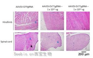 新加坡科学家开发基因编辑技术，消除EV-A71 RNA病毒