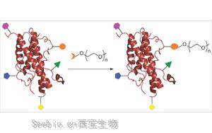 <font color='red'>修饰性PEG</font>在重组蛋白药物中的应用