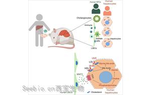 <font color='red'>小鼠</font>“人源化”肝脏揭示了慢性疾病的根源