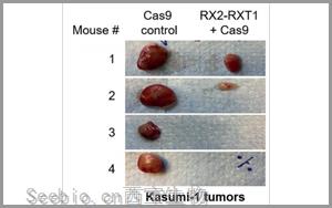 Leukemia：基于<font color='red'>CRISPR</font>的基因疗法为白血病治疗带来希望