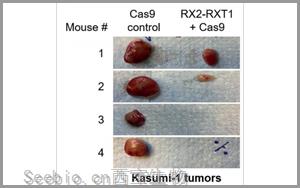 Leukemia：基于CRISPR的基因疗法为白血病治疗带来希望