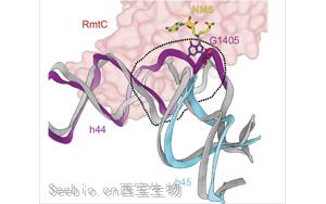 PNAS：活性酶的图像揭示了耐抗生素细菌的秘密