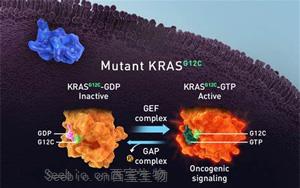 <font color='red'>靶向</font>突变KRAS活性状态的细胞伴侣的化学重塑