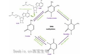 Cell：染色质重塑是DNA甲基化的表观遗传基础