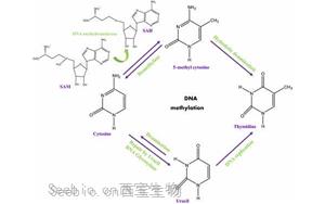 Cell：染色质重塑是<font color='red'>DNA</font>甲基化的表观遗传基础