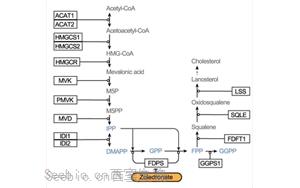 Nature：利用CRISPR，终于弄清楚了一种独特的<font color='red'>免疫细胞</font>是如何识别并摧毁肿瘤的