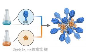 支持重组蛋白疫苗研发、生产的试剂解决方案