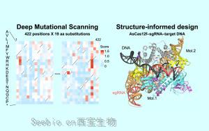 《Cell》基因编辑的突破:基于AsCas12f的10倍效率基因组编辑工具