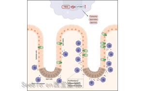Cell子刊揭示免疫与肠道的复杂关系：首次证明<font color='red'>巨噬细胞</font>在肠道细胞更新中的核心作用