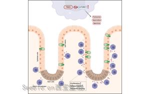 Cell子刊揭示免疫与肠道的复杂关系：首次证明巨噬细胞在<font color='red'>肠道细胞</font>更新中的核心作用