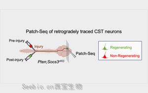 《Neuron》新生物标志物预测<font color='red'>神经元</font>是否会再生