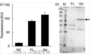 Nature子刊最新研究揭示了雌激素如何发挥其抗糖尿病作用