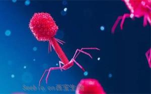 Nature：科学家发现病毒对抗细菌CRISPR免疫系统的全新方式