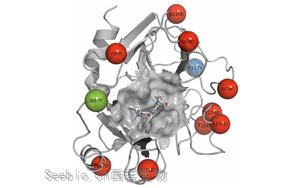 胰蛋白酶 - <font color='red'>生命</font>科学中不可或缺的消化工具酶