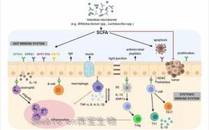<font color='red'>肠道</font>细菌代谢物促进树突状细胞捕获抗原