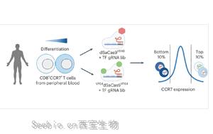 CRISPR高通量筛选鉴定可增强癌症<font color='red'>T细胞</font>治疗的主调控因子