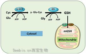 Science首次发现细胞器营养感知机制：<font color='red'>线粒体</font>是如何感知和控制它们体内的谷胱甘肽水平的