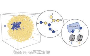 Science解答谜题：细胞分裂时如何保持细胞身份