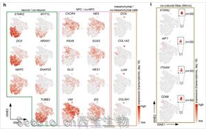 Nature新研究揭示<font color='red'>小胶质细胞</font>在人类大脑发育中的关键作用