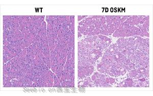 Nature Metabolism：原来维生素B12也在<font color='red'>细胞重编程</font>和组织再生中起关键作用