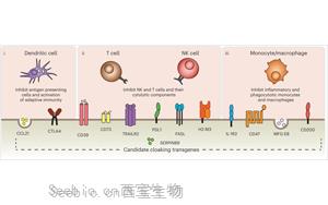 Nature子刊：免排斥！科学家创造了“隐形”供体细胞和<font color='red'>组织移植物</font>