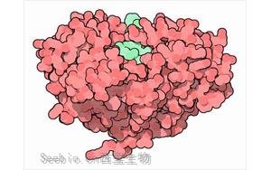 硫脂与<font color='red'>阿尔茨海默</font>病之间的双向联系：以前未知的脂肪代谢过程