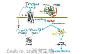 维生素B12缺乏与多发性硬化症之间惊人的相似性
