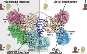 Cell子刊：细菌连接酶揭示了多泛素特异性的基本原理