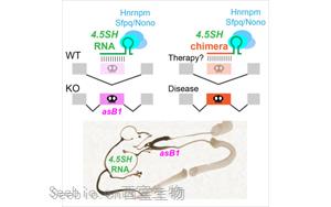 神秘的小RNA分子：第一个自然产生的，能调节选择性剪接的RNA