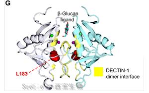 抗真菌蛋白DECTIN-1可用于自身免疫疾病和<font color='red'>癌症</font>治疗