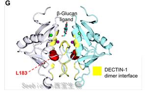 抗真菌蛋白DECTIN-1可用于自身免疫疾病和癌症治疗