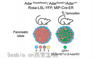 1型糖尿病新模型:RNA编辑破坏模拟没有<font color='red'>病毒</font>参与的早期疾病