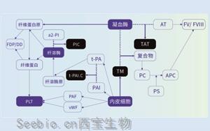 血栓调节蛋白（TM）-<font color='red'>磁微粒化学发光</font>（吖啶酯）解决方案