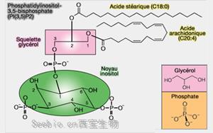 《Science》破解突触形成的机制