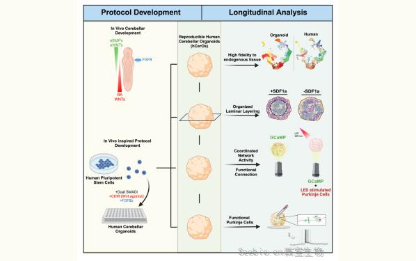 《Cell Stem Cell》改变游戏规则的类<font color='red'>器官</font>模型