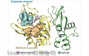 Nature子刊：这种抑制剂在治疗<font color='red'>前列腺癌</font>上表现出潜力